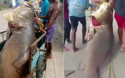 Người đàn ông bắt được con cá mú khổng lồ nặng 250kg trên biển