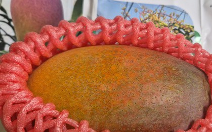 Trồng thành công giống xoài đắt đỏ nhất thế giới ngay tại TPHCM