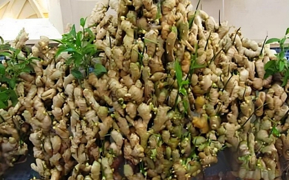 Lời khuyên đến những gia đình đang trồng gừng