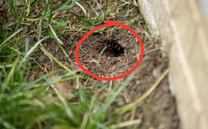 Cách nhận biết hang rắn trong sân nhà và những gì phải làm sau đó