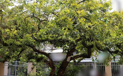 Không phải mê tín: Trong nhà có 6 loài cây này, càng trồng càng may mắn, bảo sao người giàu thích mê