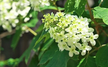 5 loại cây không được cắt tỉa lúc này