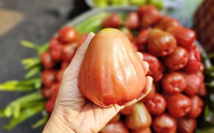 3-4 trái mận hồng giá 200.000 đồng, khách vẫn xuống tiền mua