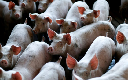 60 tấn thịt lợn ám ảnh quốc gia giàu nhất châu Á: Nhiều nông hộ đang lỗ 1 triệu đồng/con, dư thừa hàng loạt 'chung cư lợn'