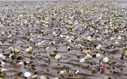 Quảng Ninh cảnh báo nguy cơ ngao chết hàng loạt do bệnh truyền nhiễm đặc biệt nguy hiểm