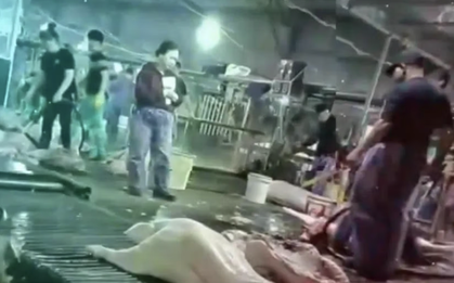 Công an Hà Nội thông tin vụ cán bộ kiểm dịch thú y "vòi tiền" tiếp tay đưa heo bệnh vào trường học