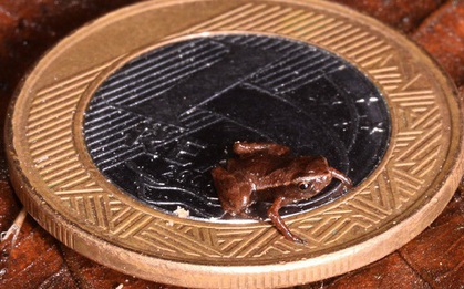 Loài vật nhỏ nhất hành tinh