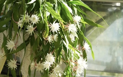 Ông bà căn dặn: "Cây hợp nhà thì lộc tụ, người yên, con cháu hưởng phúc" - 6 loài cây tốt nên trồng ngay