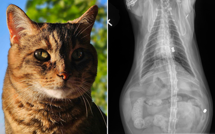 Đem mèo nuôi 8 năm đi khám, kết quả chụp X-quang lật tẩy quá khứ không ngờ