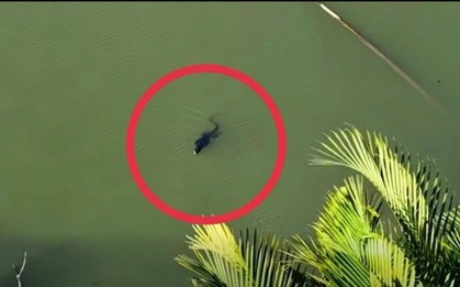 Người dân báo thấy sinh vật giống cá sấu giữa đầm lầy ở TP.HCM, chuyên gia nhìn kỹ liền nói: Đây là loài trong Sách đỏ