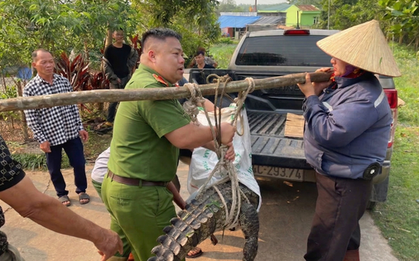Bất ngờ phát hiện cá sấu nặng 50 kg lạc vào kênh mương nội đồng