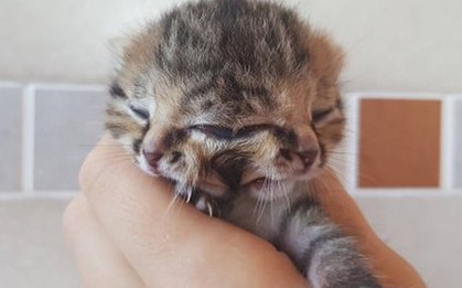 Loài mèo quái dị sinh ra với 2 khuôn mặt trên đầu nhưng dùng chung 1 bộ não