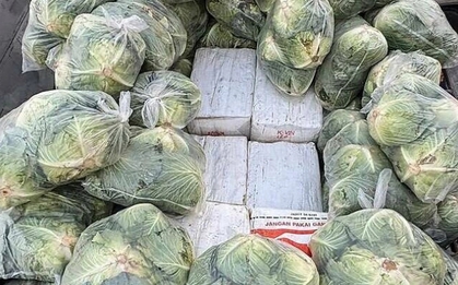 Phát hiện 1.600 kg ma túy đội lốt bắp cải