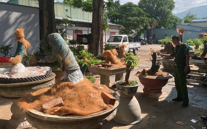 Bị phạt 3 triệu, tịch thu toàn bộ 42 cây mai: Người đàn ông “trả giá đắt” vì thiếu một tờ giấy