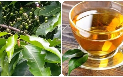Nên uống nước lá vối khô hay tươi?