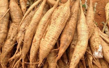 Loại củ Việt được ví như "nhân sâm người nghèo", tốt cho sức khỏe từ trong ra ngoài