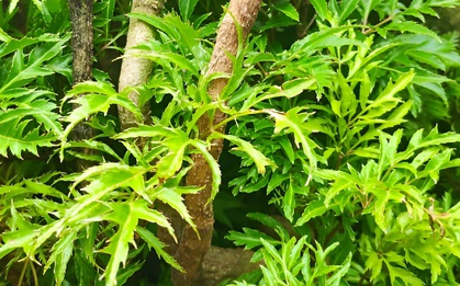 Loại lá cực quen thuộc ở Việt Nam, biết cách dùng bổ chẳng kém nhân sâm hay tổ yến