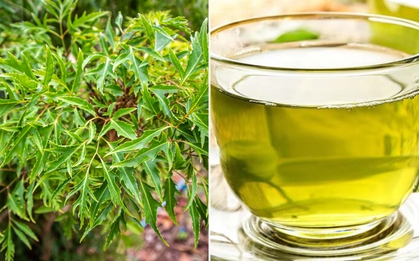 Đinh lăng "bổ như sâm" nhưng 9 nhóm người này không nên dùng kẻo rước họa vào thân