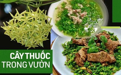 "Thần dược" mùa hè: Loại hoa vừa làm rau ngon, vừa là bài thuốc ngủ tự nhiên cho cả nhà
