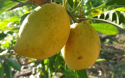 Từng rụng đầy gốc không ai hái, loại quả quê này sang trời Tây bỗng thành 'vàng ròng' giá 2 triệu/kg