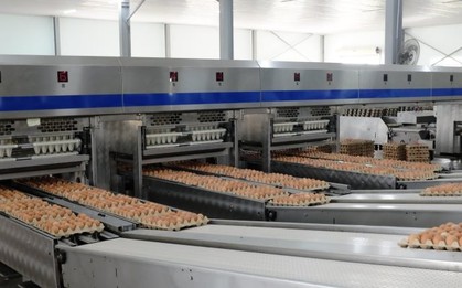 “Cỗ máy” sản xuất 1 triệu quả trứng/ngày của tỷ phú Trần Đình Long: Nuôi 1,2 triệu con gà, vận hành bằng robot châu Âu