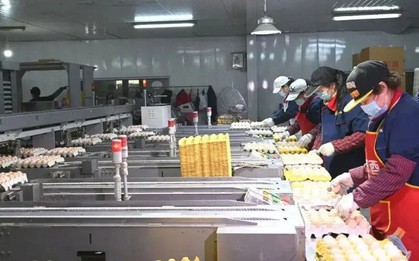 "Đột nhập" nhà máy sản xuất 450.000 quả trứng tươi/ngày, phát hiện "thông tin" về dây chuyền chế biến được đầu tư hơn 193 tỷ đồng