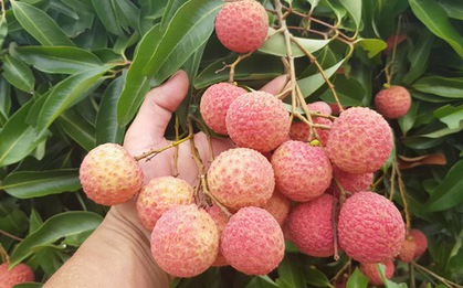 Loại quả "quốc dân" vào mùa hè nhưng bác sĩ cảnh báo không nên ăn cùng 2 thứ này: Có thể làm mất vitamin C, tăng nguy cơ tụt đường huyết nguy hiểm