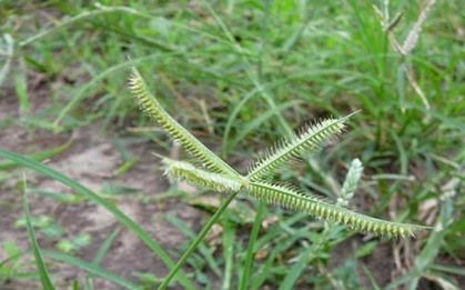 3 loại cỏ dại là "thuốc toàn năng": Nhiều người nhổ bỏ mà không biết