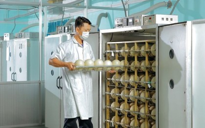 Trung tâm làm ra quả trứng nặng 1,5kg giá nửa triệu của một đại gia Việt: Chi phối 60% thị phần, công nhân phải canh hứng từng quả trứng