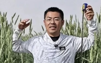 Phát hiện loại lúa lạ cao hơn con người, được trồng la liệt ở vùng đất gần 700 ha, mỗi năm thu 40.000 tấn
