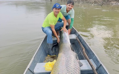 2 anh em bắt được con cá khổng lồ nặng 130kg, dài 2,2 mét trên sông