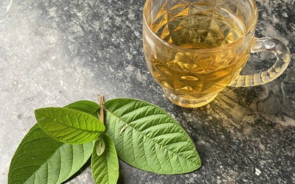 Cơ thể thay đổi thế nào nếu uống lá ổi liên tục vài tuần?