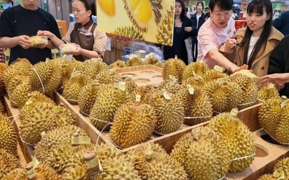 Kéo cả vali đi gom sầu riêng: Người phụ nữ gây sốt khi mua 14kg với giá chỉ 1 triệu đồng