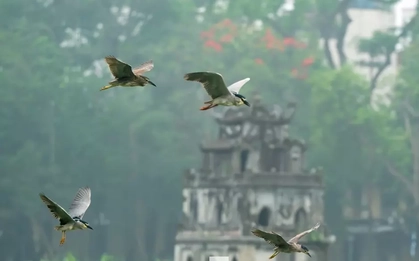Chim hoang dã 'định cư' ở Hồ Gươm, chao liệng săn mồi trước mắt du khách
