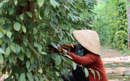 Cây thuốc quý của Việt Nam được Mỹ đánh giá cao, trả nhiều tiền mua về, hóa ra là “vàng mười” cho sức khỏe