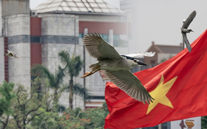 Hà Nội đất lành chim đậu: Chim hoang dã chao liệng săn mồi giữa Hồ Gươm tạo ra khung cảnh hiếm có