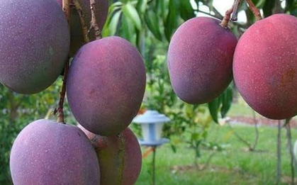 Loại quả ‘trứng của mặt trời’ vừa được đấu giá hơn 16 triệu đồng/cặp tại một quốc gia châu Á, Việt Nam vừa trồng thành công tại TP HCM