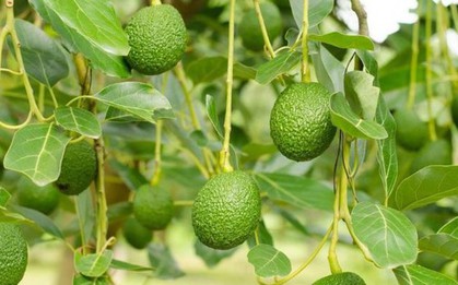Loại quả quen thuộc cụ ông 125 tuổi ăn mỗi sáng, ở Việt Nam trồng bạt ngàn