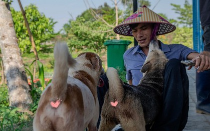 "Sân nhà nhiều chó" giữa nắng nóng 40 độ: 600 bé chó cần được giải nhiệt mỗi ngày và những ca làm không có giờ kết thúc