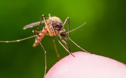 Vì sao có người bị muỗi “tấn công” nhiều hơn người khác? Nghiên cứu mới hé lộ nguyên nhân bất ngờ