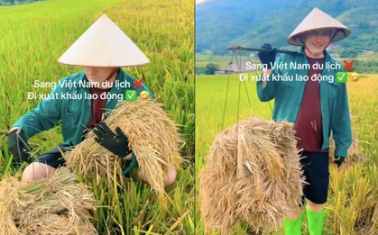 Xem clip khách Tây gánh lúa, dân mạng đùa du lịch mà mệt như xuất khẩu lao động