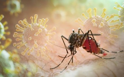 Sốt xuất huyết Dengue phá vỡ quy luật cũ: Ghi nhận hơn 50.000 ca mắc trong 5 tháng đầu năm 2026, xuất hiện nhiều ca nặng
