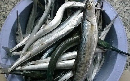 Loại cá có tên "hờn cả thế giới", trả cao nhiều ngư dân vẫn không bán: Siêu giàu omega-3, thịt cực ngọt và thơm ngon