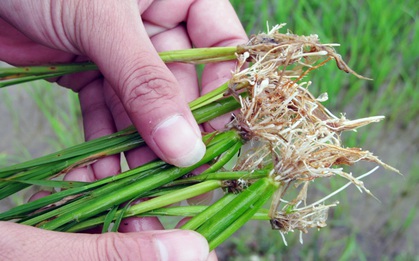 Nghiên cứu lúa tại đồng bằng sông Hồng, nhà khoa học Việt phát hiện điều chưa từng ghi nhận