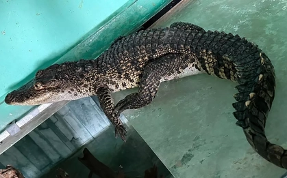 Cá sấu dài cả mét đi lạc vào nhà dân ở Huế