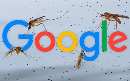 Google muốn thả 32 triệu con muỗi “công nghệ” về rừng: Mục tiêu là gì?