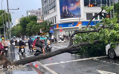 TPHCM: Cây xanh bật gốc giữa cơn mưa lớn, đè trúng 2 ô tô