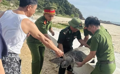 Bắt gặp "vị khách" quý trong lưới, ngư dân có hành động bất ngờ