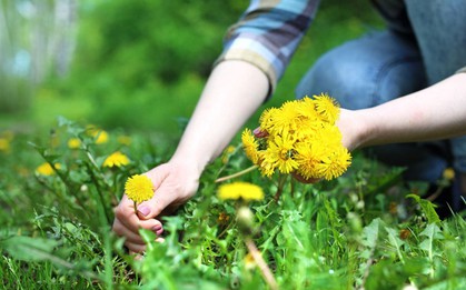 Phát hiện khả năng "tiêu diệt" tế bào ung thư cực đỉnh của loại rau mọc dại đầy Việt Nam