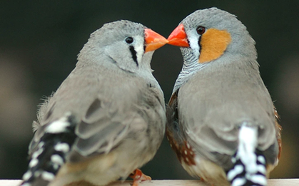 AI đã giải mã được tiếng chim, ngày con người nói chuyện được với động vật sắp đến gần?